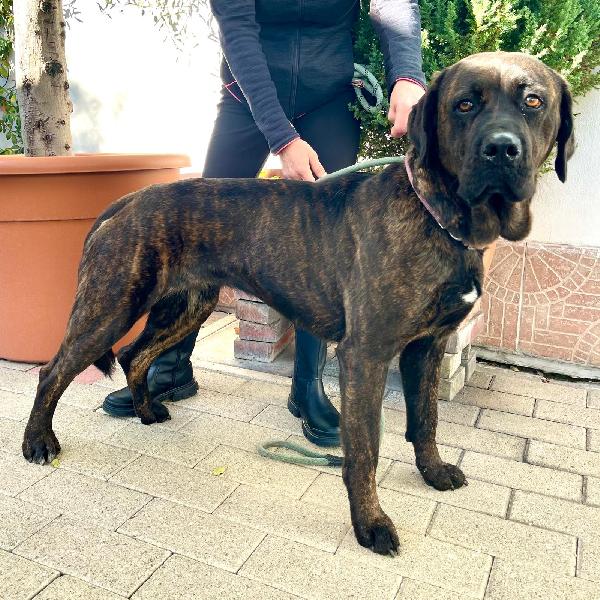 TIGRILLA CANE CORSO Foto 4